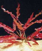 : longifolia red