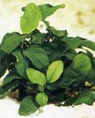 : Anubias nana rinkle leaf