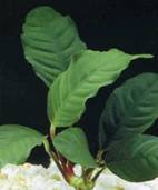 : Anubias coffeefolia